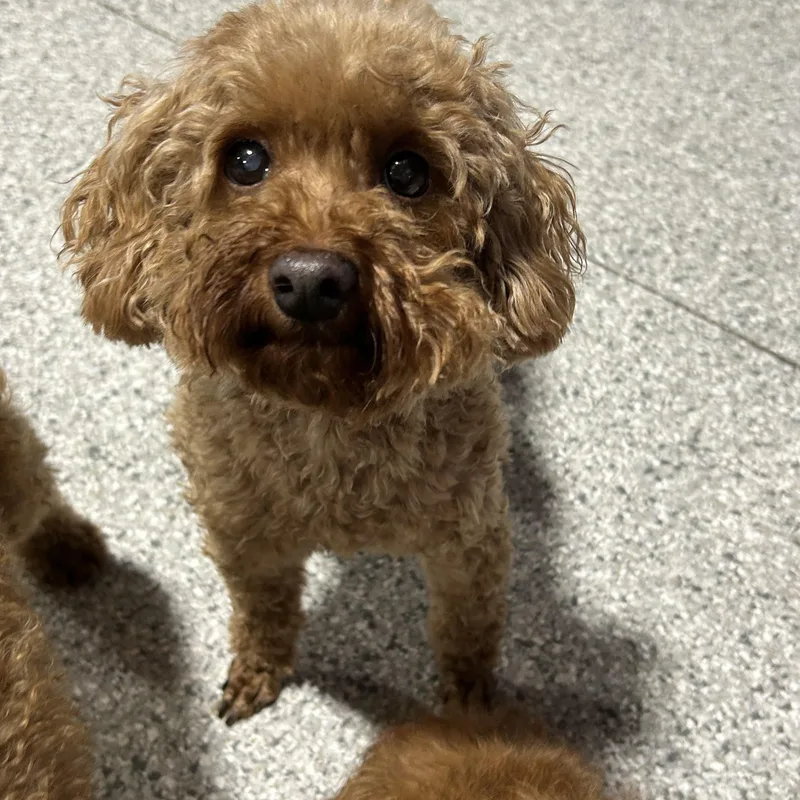 An adult small-sized female Apricot / Beige Miniature Poodle dog named Jovie lbs for adoption in Antwerp, OH