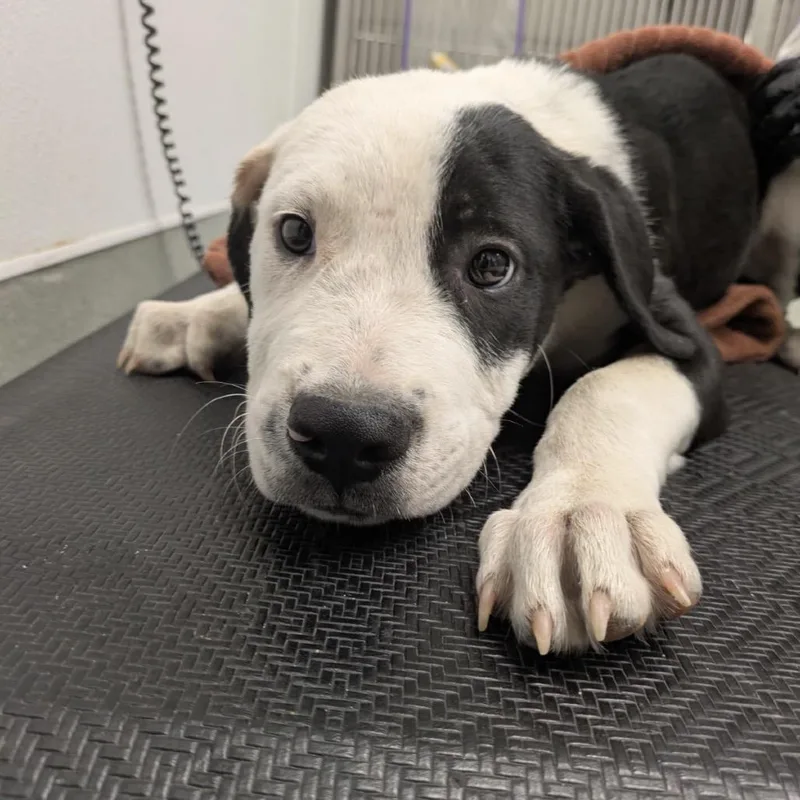 A baby medium-sized male White / Cream Terrier dog named Kalabar for adoption in Abilene, TX
