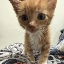 A baby medium-sized male Orange & White Domestic Short Hair cat named Remus for adoption in Annapolis, MD