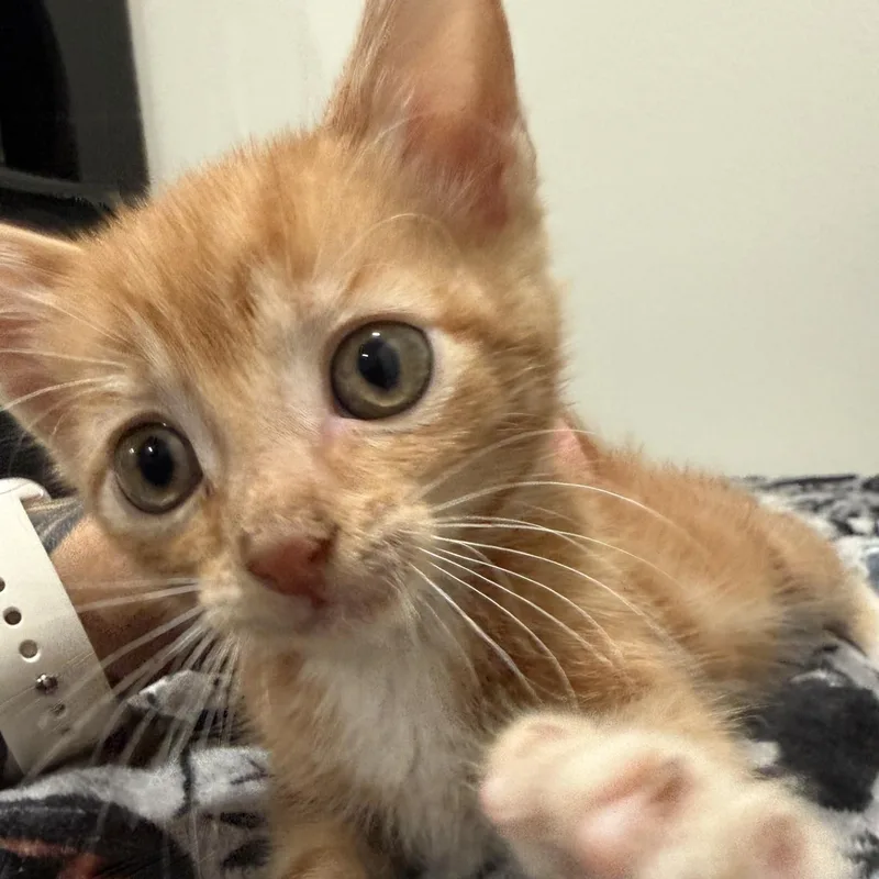 Remus thumbnail 3