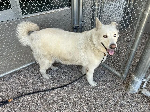 An adult large-sized male Siberian Husky dog named Maui for adoption in Mesa, AZ
