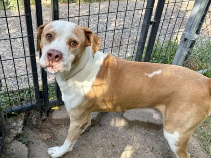 A senior large-sized male Labrador Retriever dog named Fido for adoption in Houston, TX