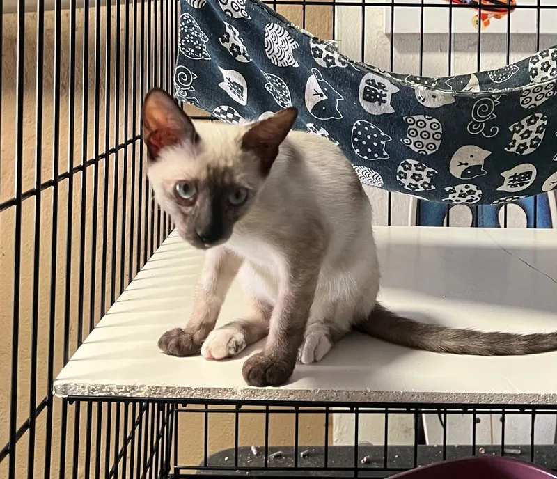 A young small-sized female Siamese cat named Ariel for adoption in Fajardo, PR