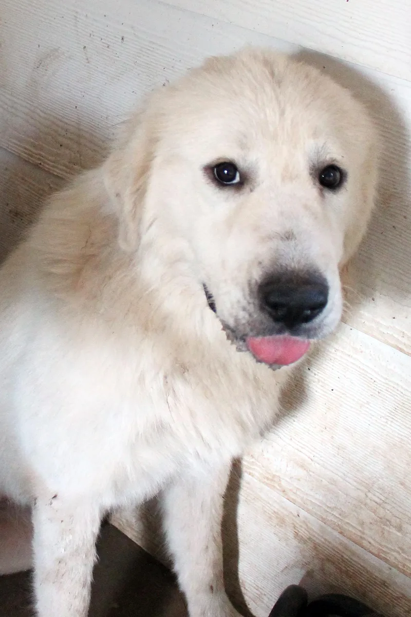 Snowball