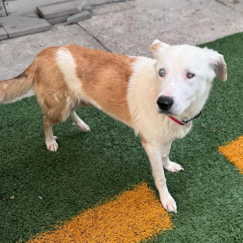 Jo Jo Heart thumbnail 2