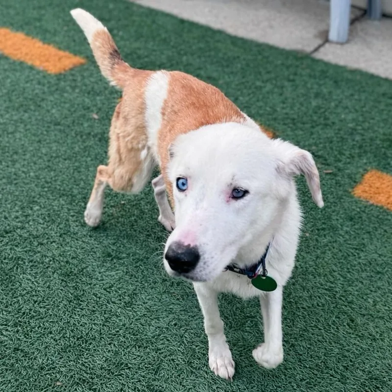 Jo Jo Heart thumbnail 3