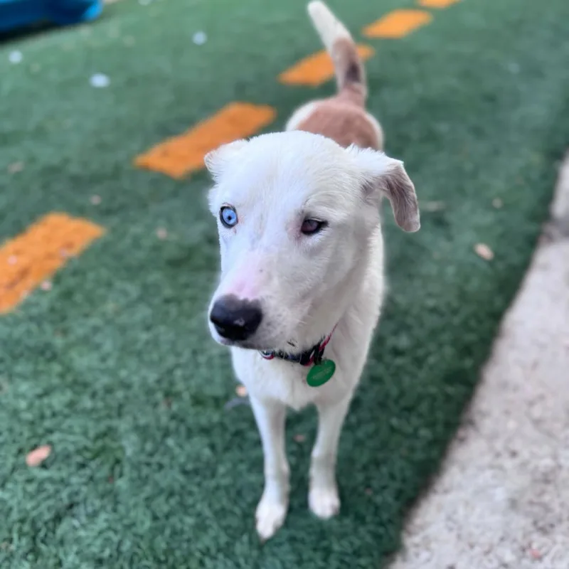 Jo Jo Heart thumbnail 4