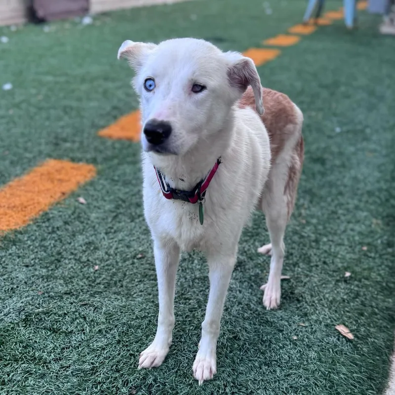 Jo Jo Heart thumbnail 5