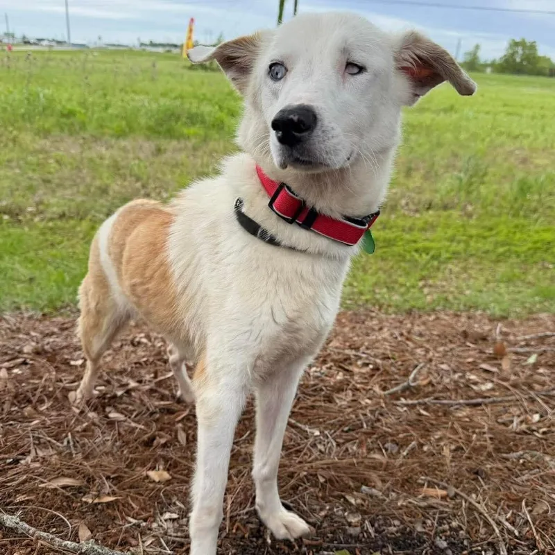 Jo Jo Heart thumbnail 6