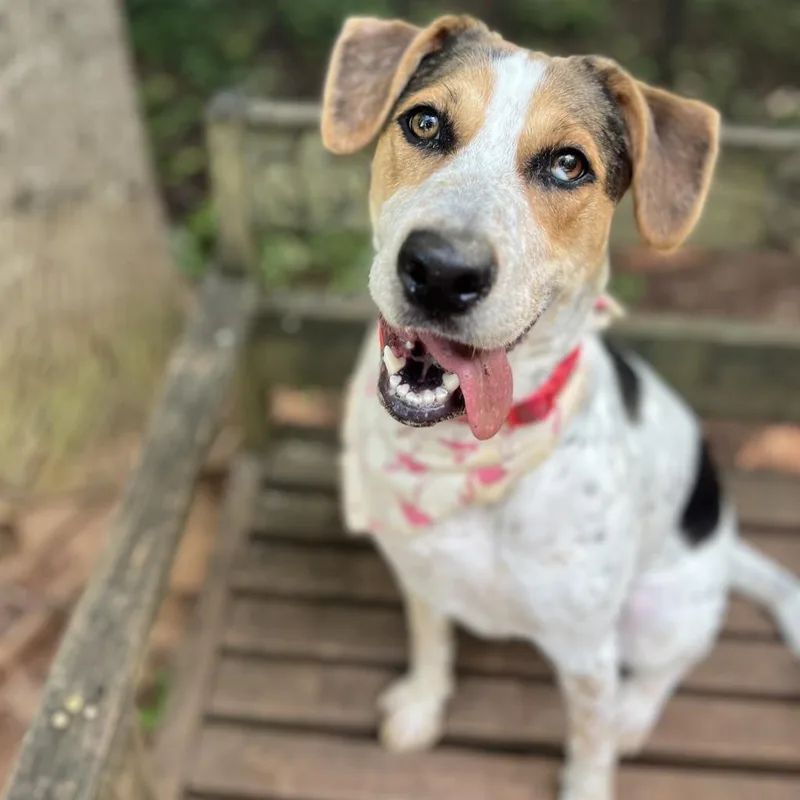 Marigold thumbnail 2