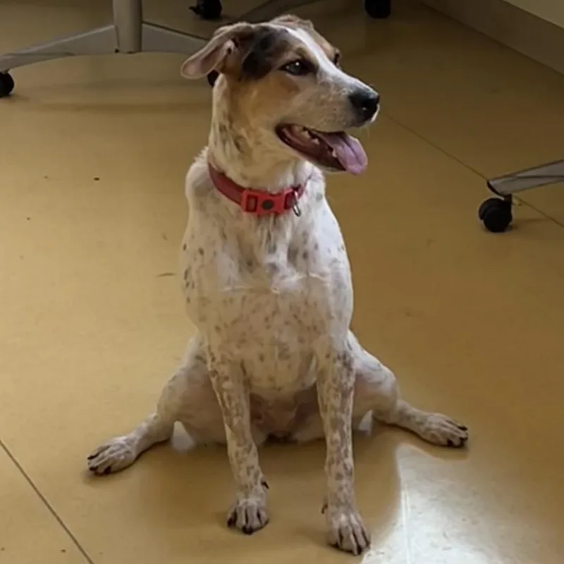 Marigold thumbnail 4