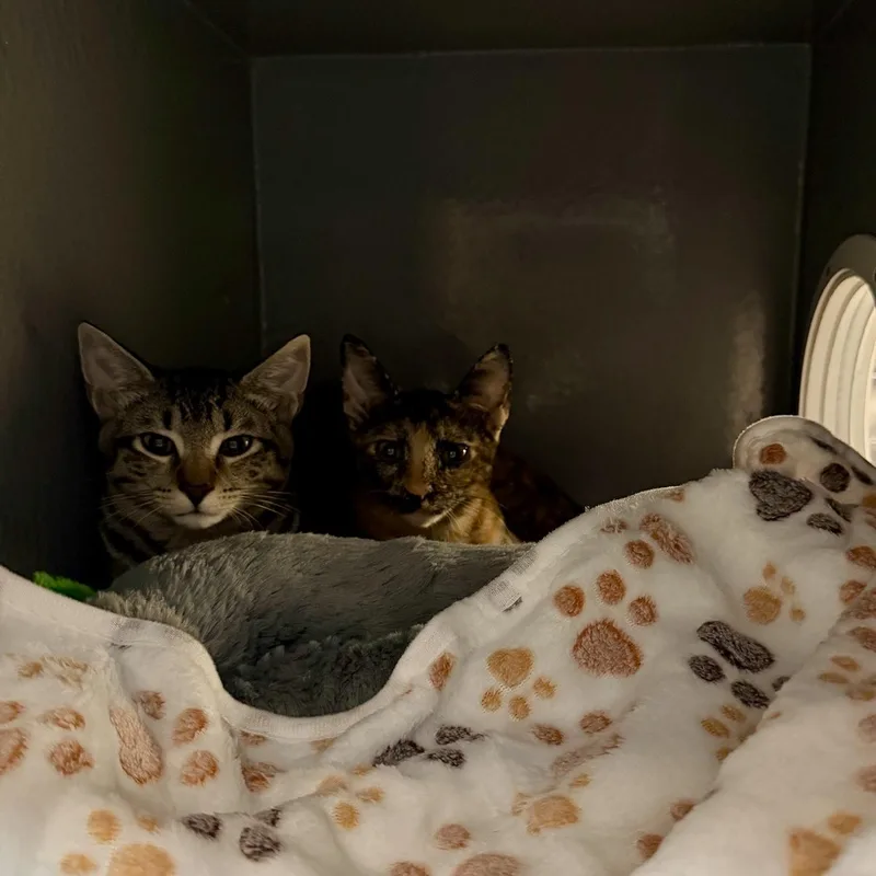 A baby medium-sized female Tortoiseshell Domestic Short Hair cat named Manchas for adoption in Austin, TX