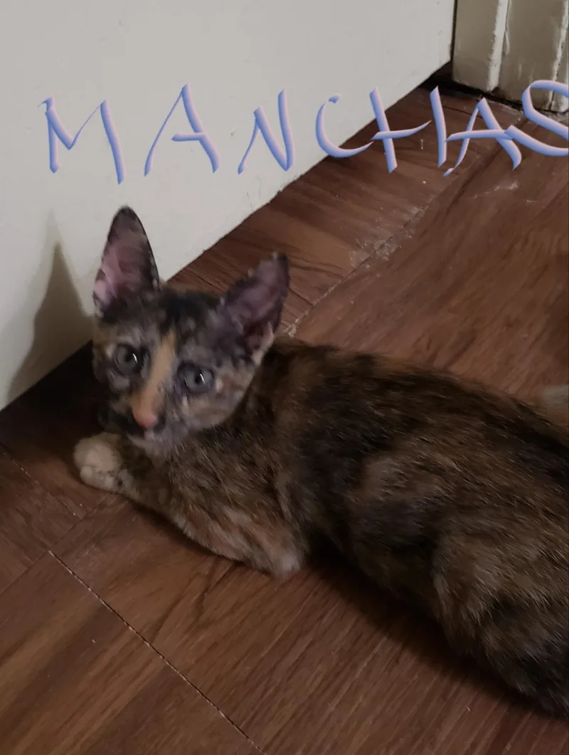 Manchas thumbnail 2