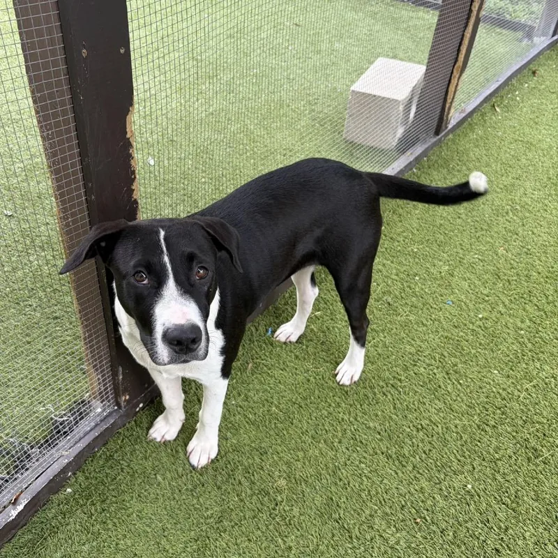 An adult medium-sized female Black Mixed Breed dog named Mama Bear for adoption in LOXAHATCHEE, FL