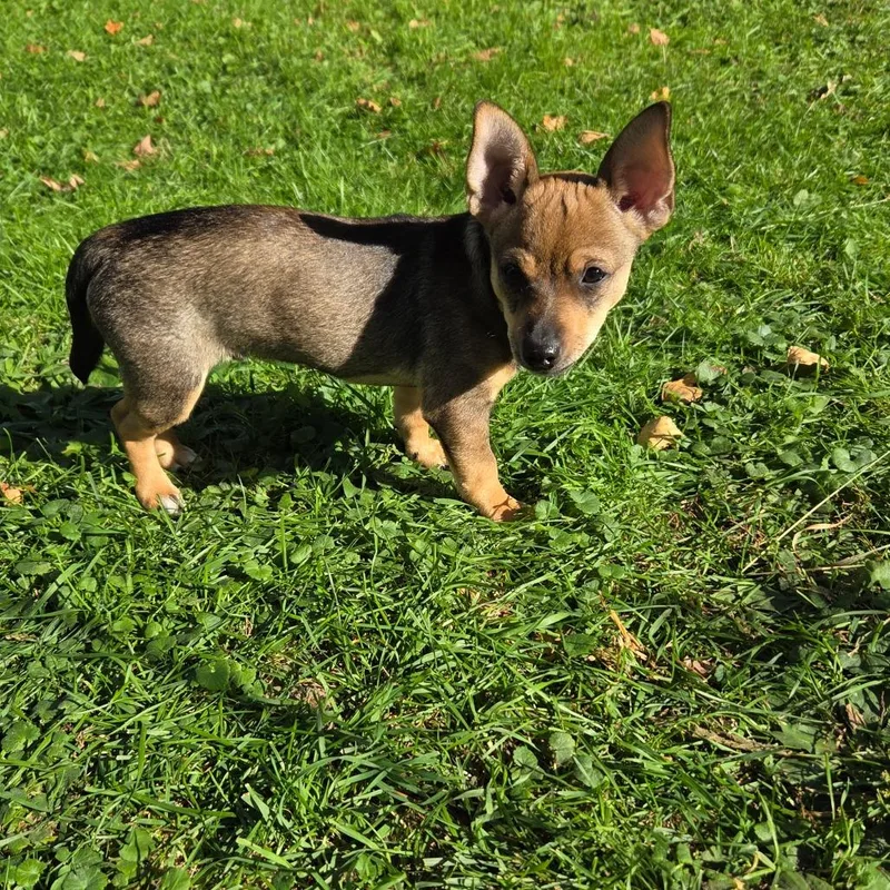 A young small-sized male Chihuahua dog named Tater for adoption in Rochester, MN