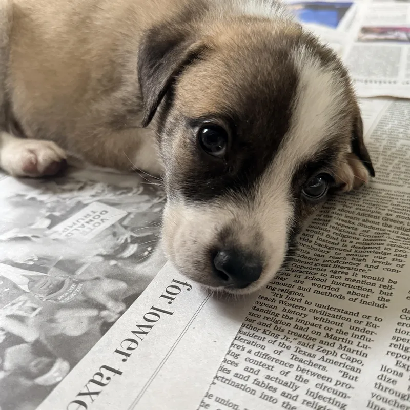 A baby medium-sized female Yellow / Tan / Blond / Fawn Mixed Breed dog named Seki for adoption in Columbia, MD