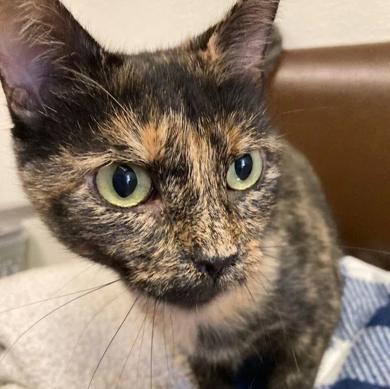 A young medium-sized female Tortoiseshell Domestic Short Hair cat named Emmy for adoption in Kankakee, IL