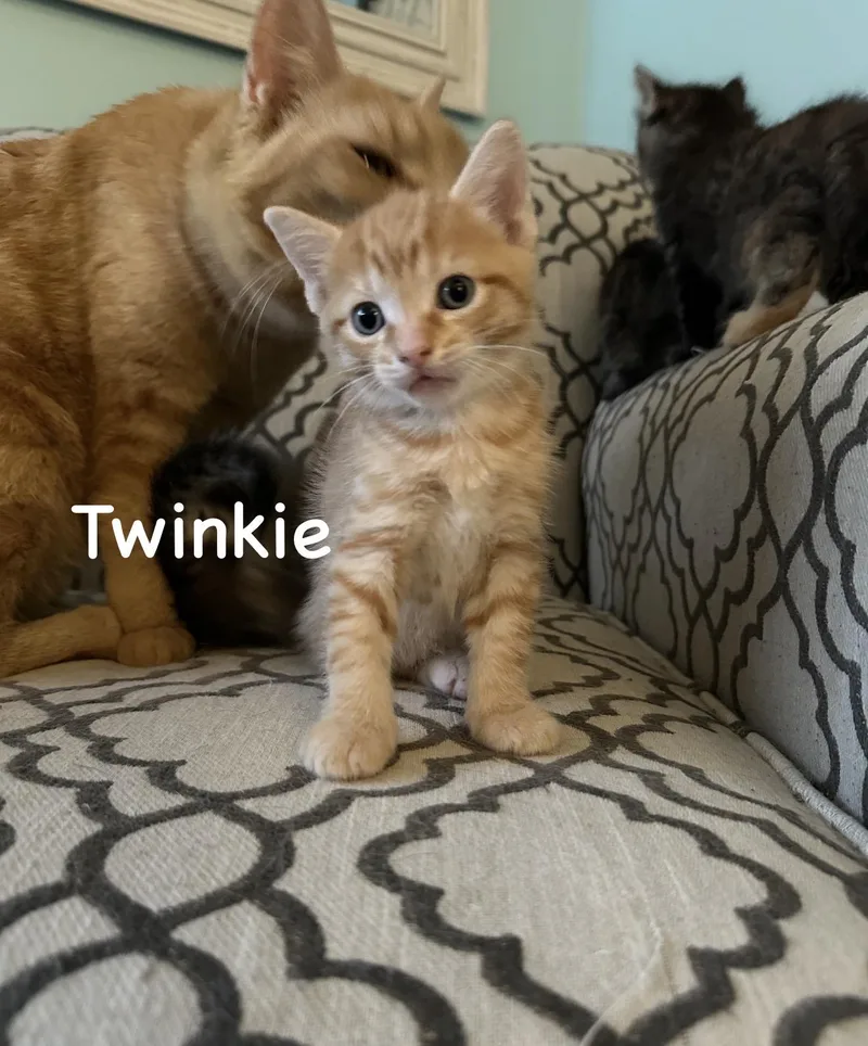 A baby small-sized male Tabby (Orange / Red) Domestic Short Hair cat named Twinkie for adoption in Staten Island, NY