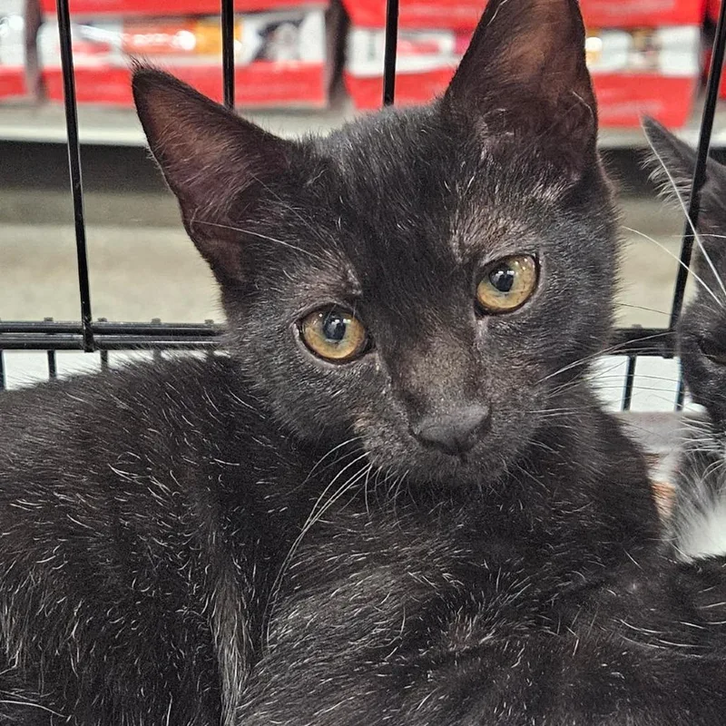 A baby small-sized male Black Domestic Short Hair cat named Kip for adoption in Springfield, IL