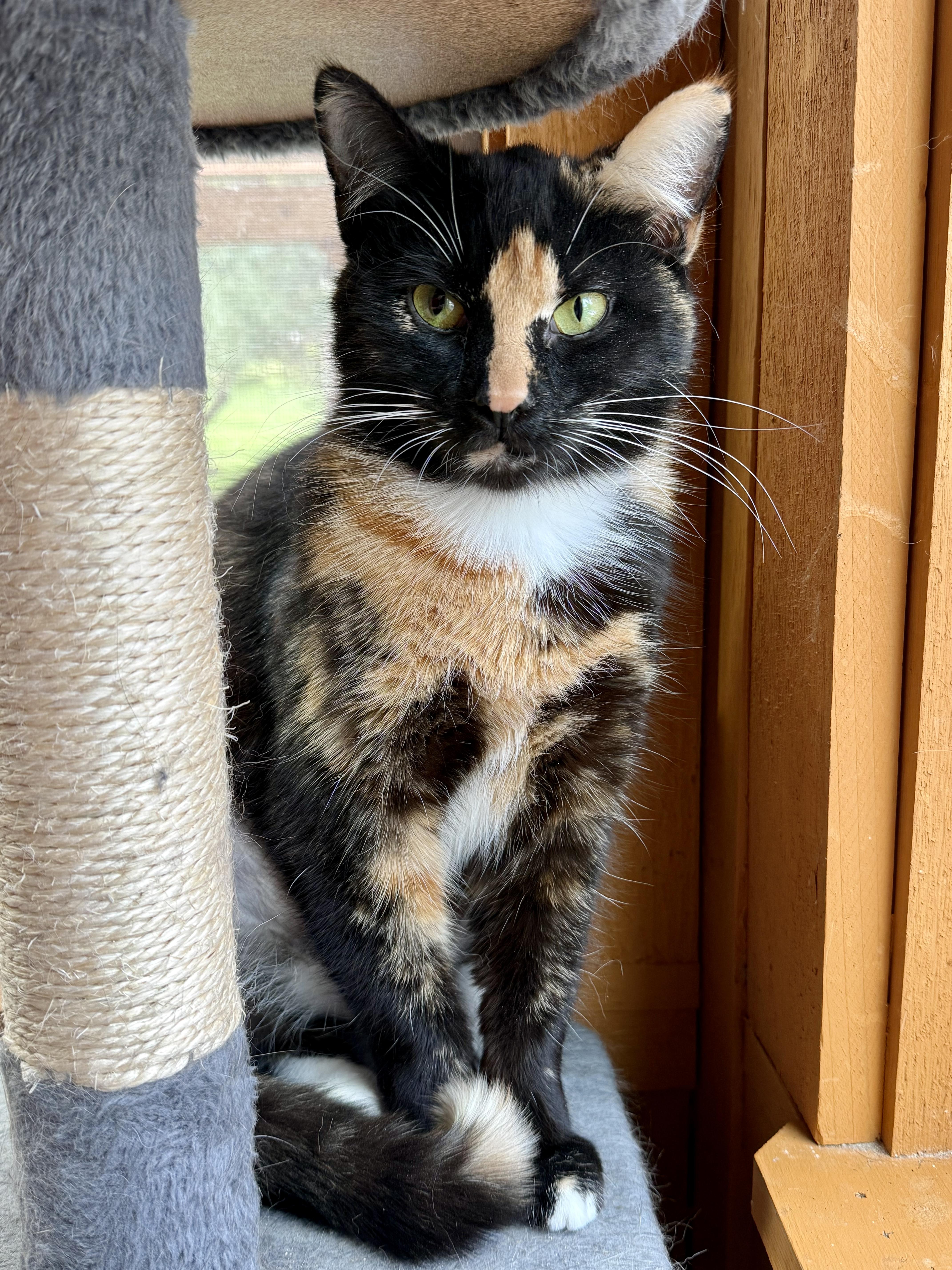 A young medium-sized female Calico Calico cat named Delilah Aka Dally! for adoption in Copley, OH