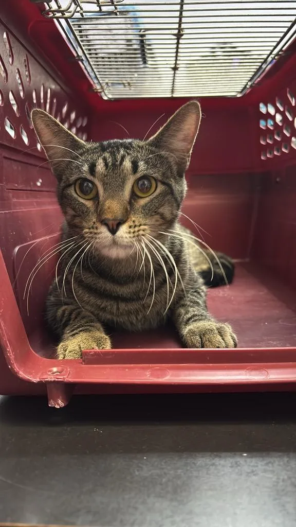 A young large-sized male Domestic Short Hair cat named Chester for adoption in New Braunfels, TX