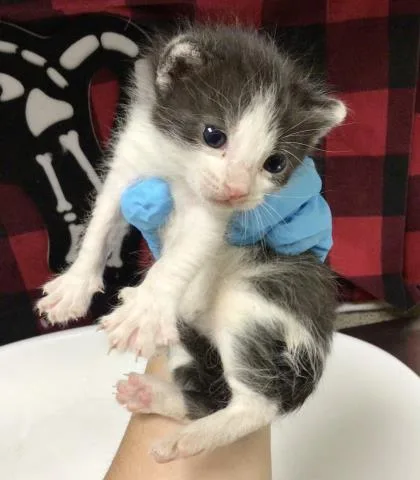 A young small-sized female Domestic Short Hair cat named Zita for adoption in Riverside, CA
