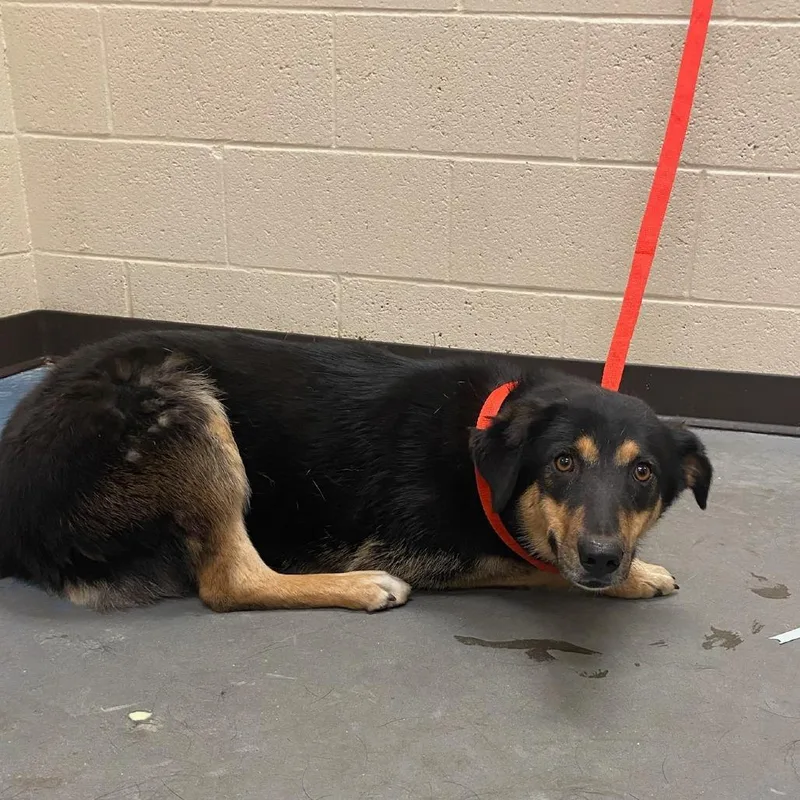 A young medium-sized female Black Mixed Breed dog named Harlow for adoption in Memphis, TN