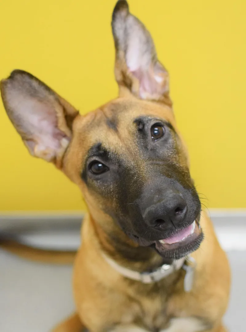 A young large-sized male Bicolor German Shepherd Dog dog named Banner for adoption in Pontiac, MI