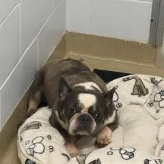An adult medium-sized male Brown / Chocolate French Bulldog dog named Yogi Bear for adoption in West Palm Beach, FL
