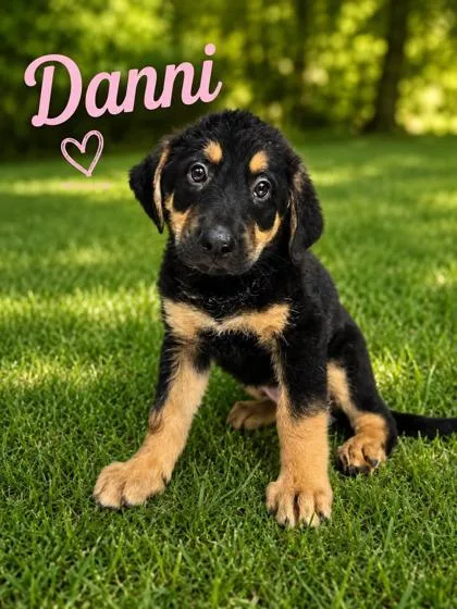 Danni