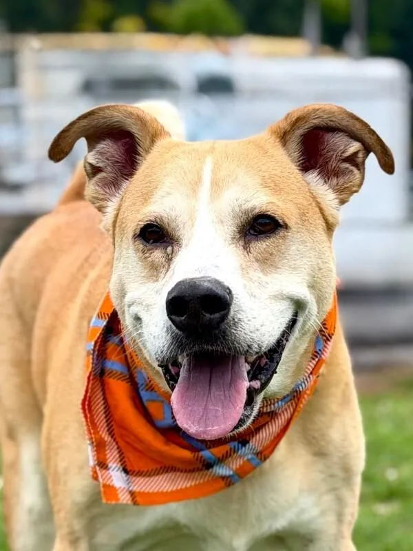 An adult medium-sized male Shiba Inu dog named Lick Jagger for adoption in Maryville, TN
