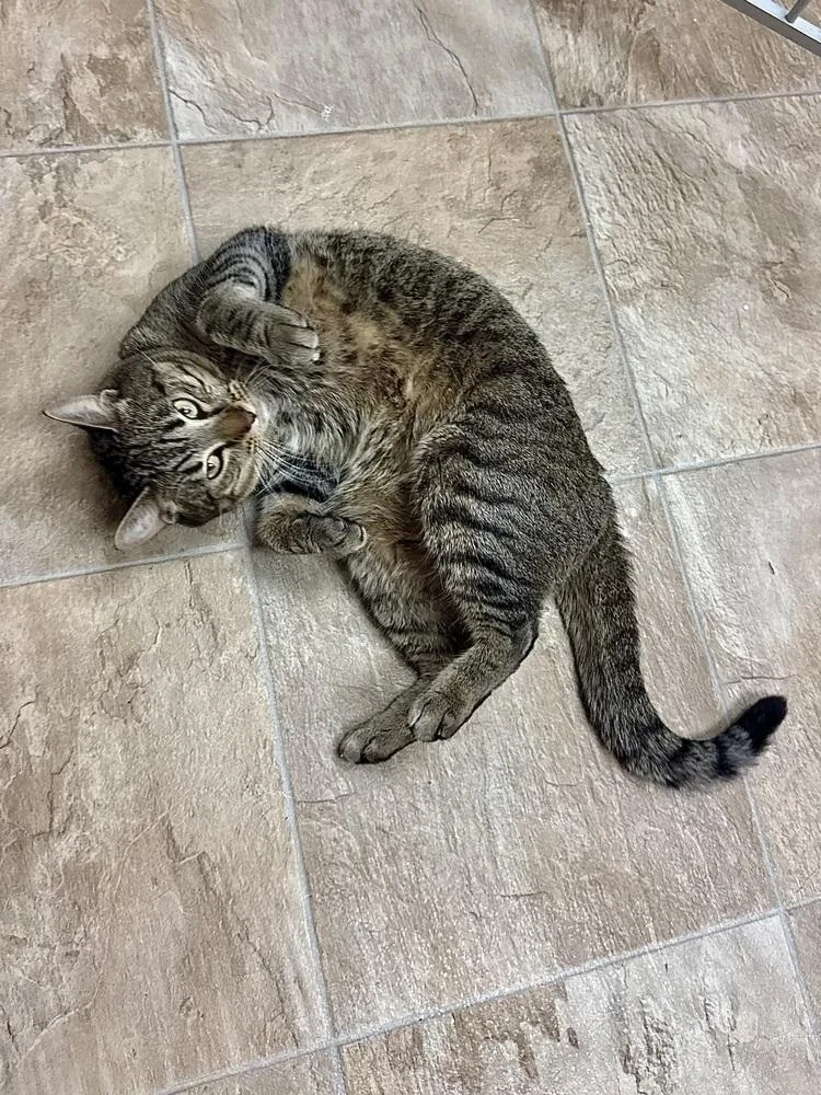 An adult small-sized male Gray / Blue / Silver Domestic Short Hair cat named Collins for adoption in Papillion, NE