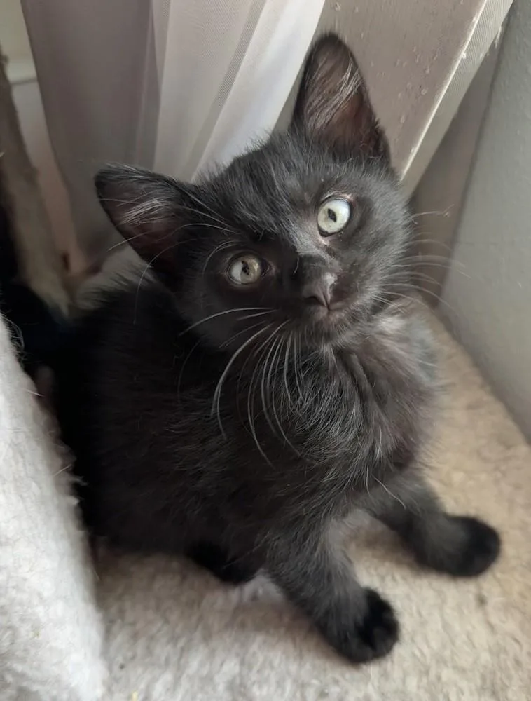 A baby medium-sized male Black Domestic Short Hair cat named Sinatra for adoption in Mason City, IA