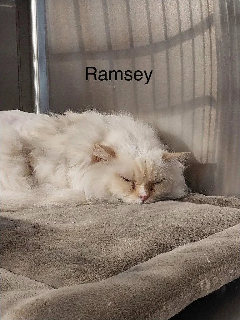 An adult small-sized male Ragdoll cat named Ramsey for adoption in Saint George, UT