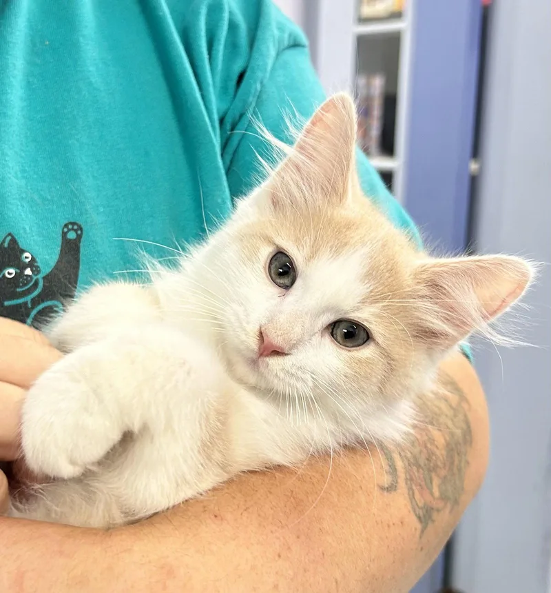 A baby medium-sized male Domestic Long Hair cat named Quinn for adoption in Elkins, WV