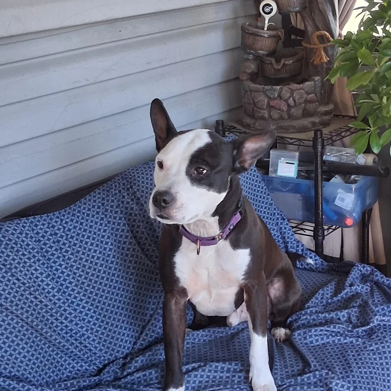 An adult large-sized male Bicolor Pit Bull Terrier dog named Dice for adoption in Naperville, IL