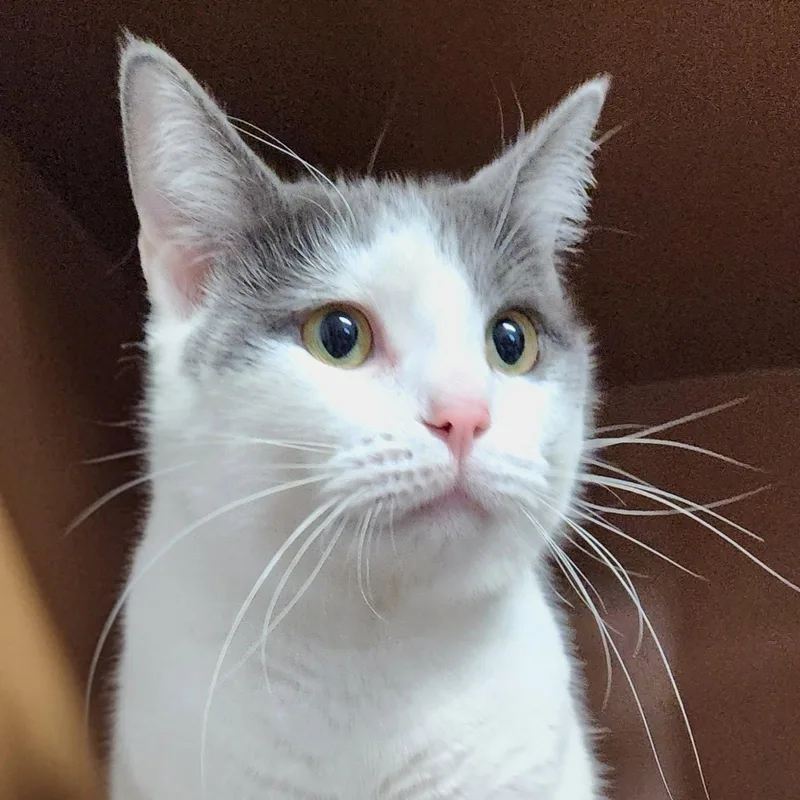 An adult large-sized female Gray & White Domestic Short Hair cat named Mary Berry for adoption in Greenfield, IN