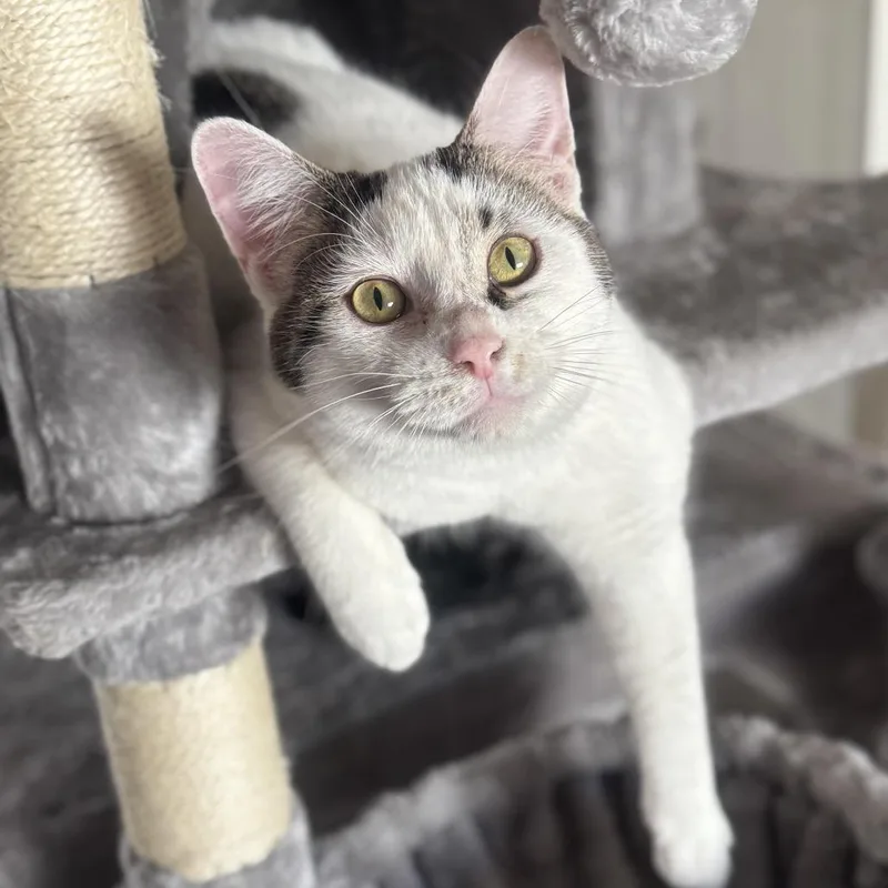An adult small-sized male White Domestic Short Hair cat named Wells for adoption in Goshen, IN
