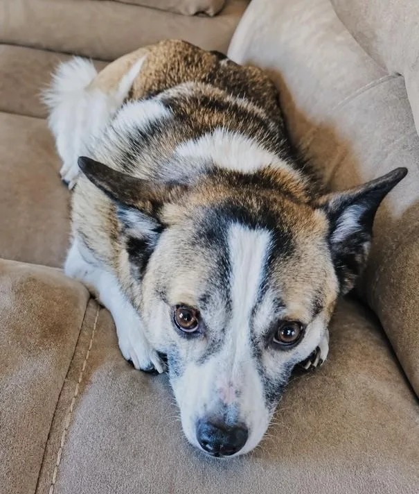 An adult small-sized female Tricolor (Brown, Black, & White) Mixed Breed dog named Luna for adoption in Westfield, NY