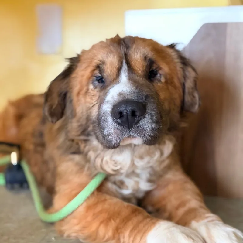 An adult medium-sized male Brown / Chocolate Shepherd dog named Waffle House for adoption in Aldie, VA