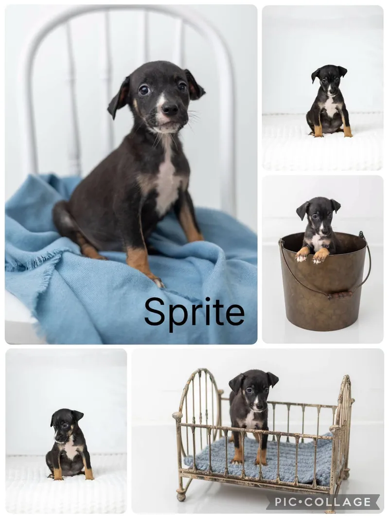 Sprite