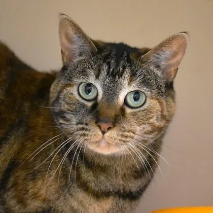 An adult medium-sized female Tabby (Brown / Chocolate) Domestic Short Hair cat named Carla for adoption in Flagstaff, AZ