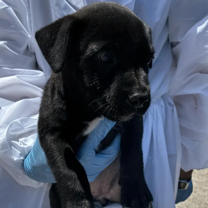 A baby small-sized female Black Shepherd dog named Blacky for adoption in Edinburg, TX