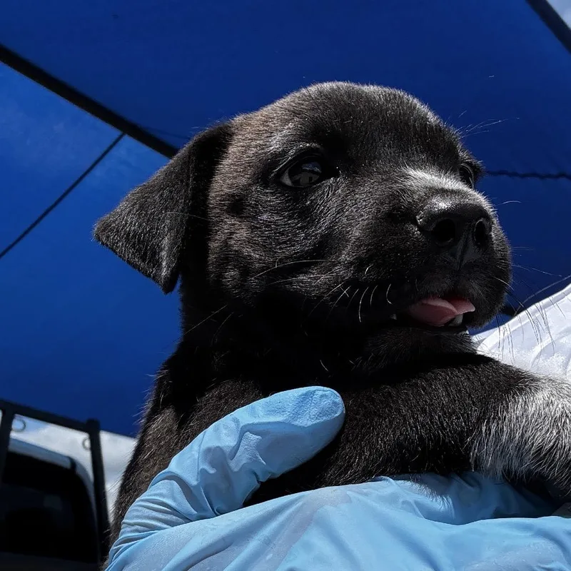 Blacky thumbnail 2