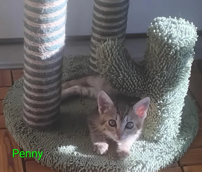 A baby small-sized female Tabby (Brown / Chocolate) Domestic Short Hair cat named Penny for adoption in Orange, CA