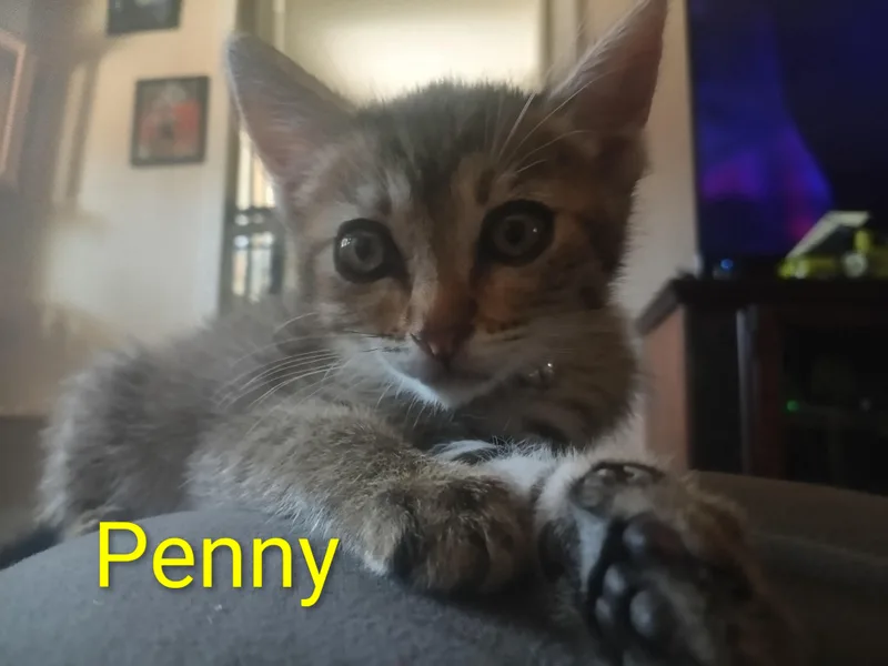 Penny thumbnail 3