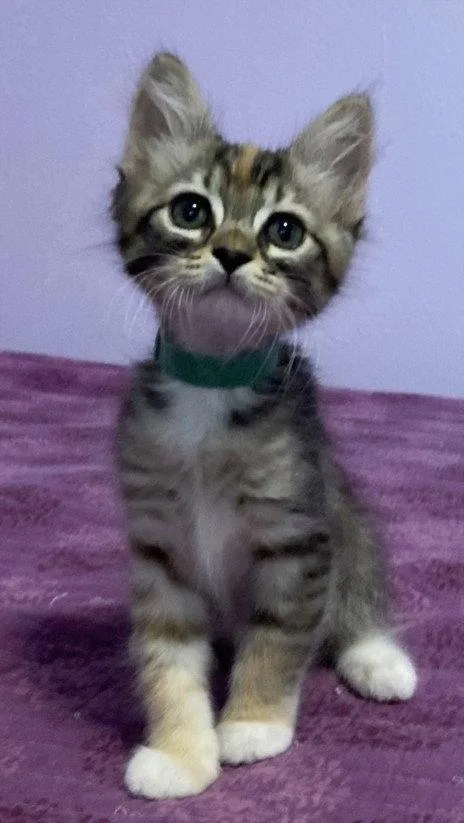 A baby small-sized female Domestic Short Hair cat named Green Goblin for adoption in Woodland, CA