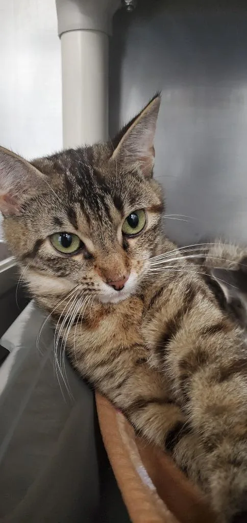 A young medium-sized female Domestic Short Hair cat named CupcakePA for adoption in Denham Springs, LA