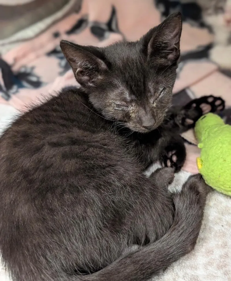 A baby small-sized male Domestic Short Hair cat named Sesame for adoption in Defiance, OH