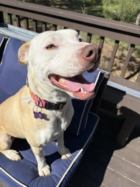 Penelope
